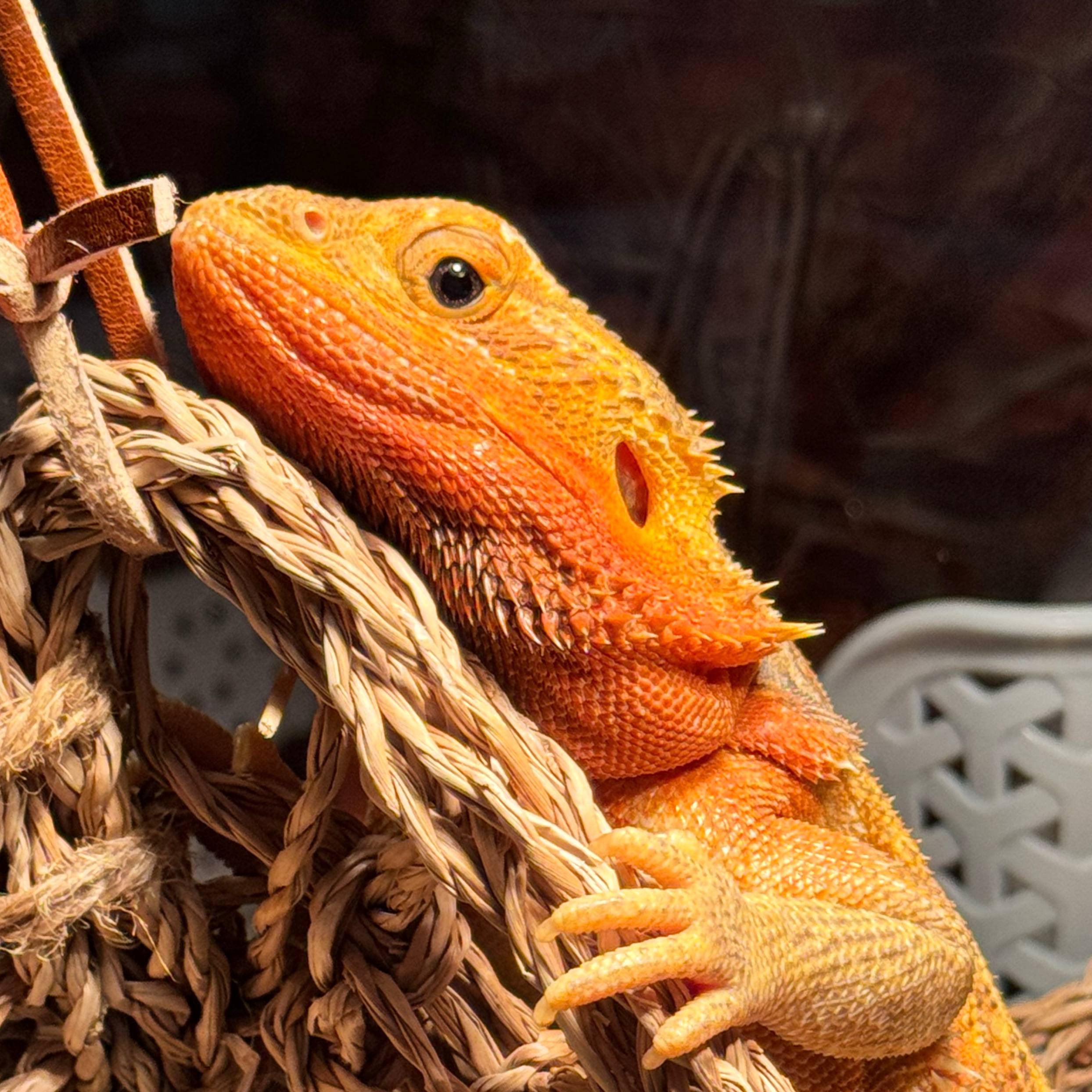 Ms. Lizard, Anastasiia's bearded dragon